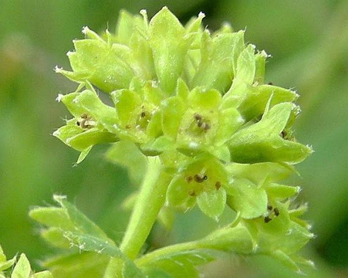 Alchemilla monticola