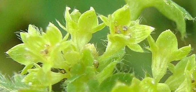 Alchemilla monticola