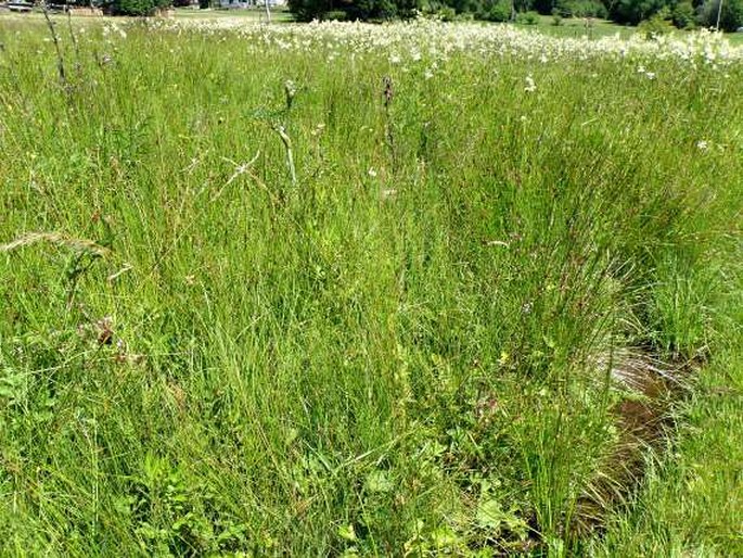 Alchemilla obtusa