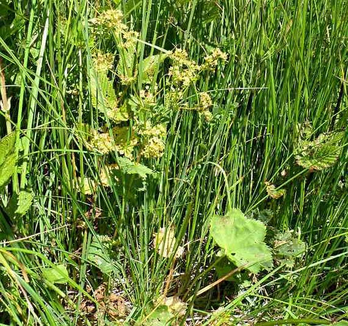 Alchemilla obtusa