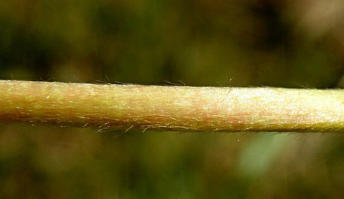 Alchemilla obtusa