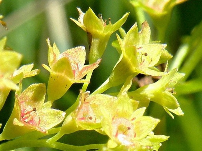 Alchemilla obtusa