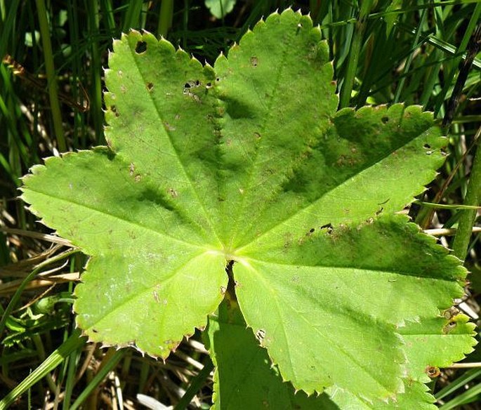 Alchemilla obtusa