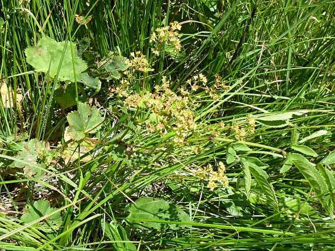 Alchemilla obtusa