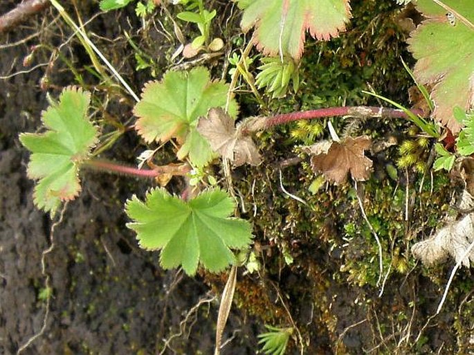 Alchemilla pedata