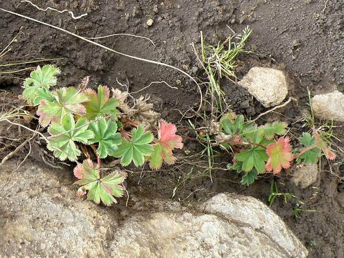 Alchemilla pedata