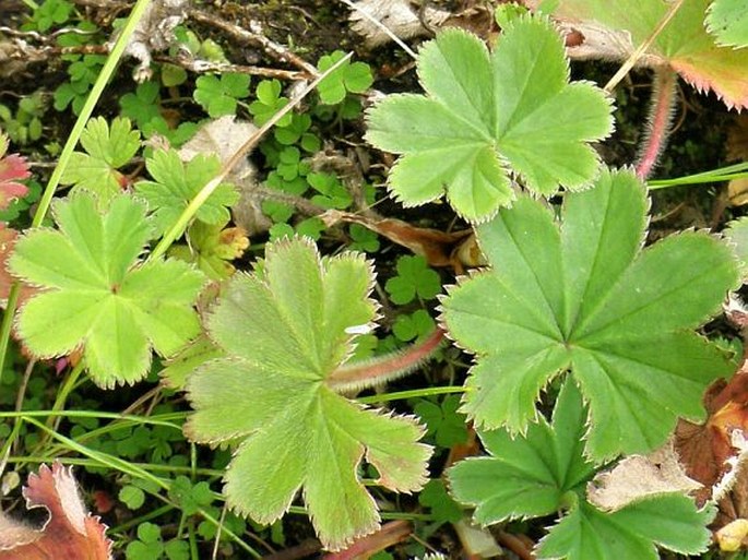 Alchemilla pedata