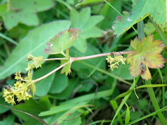 ALCHEMILLA XANTHOCHLORA Rothm. – kontryhel žlutozelený / alchemilka žltozelená