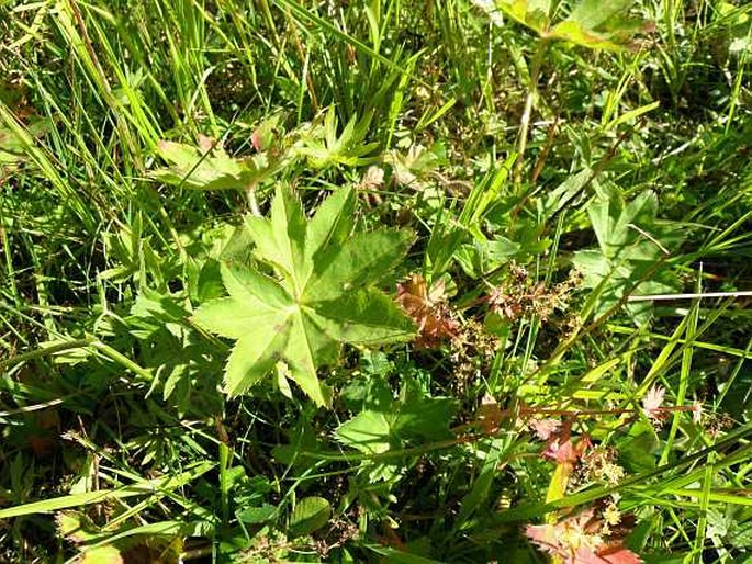 Alchemilla xanthochlora