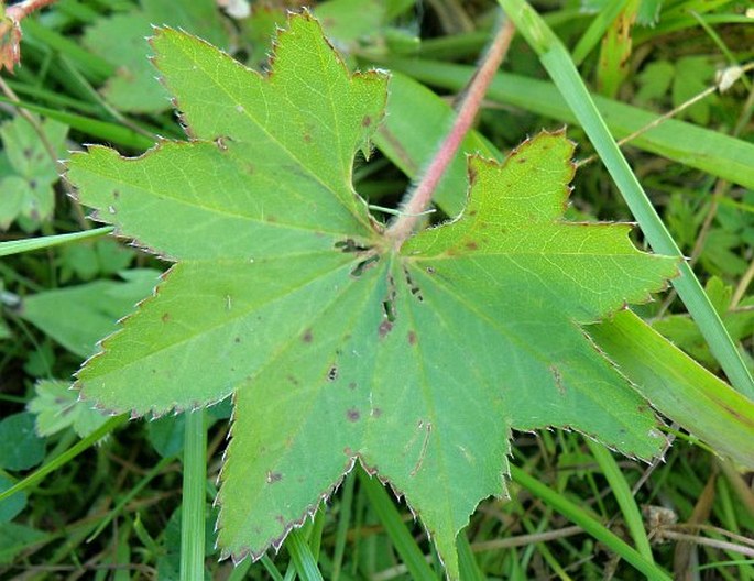 Alchemilla xanthochlora