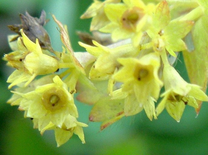 Alchemilla xanthochlora