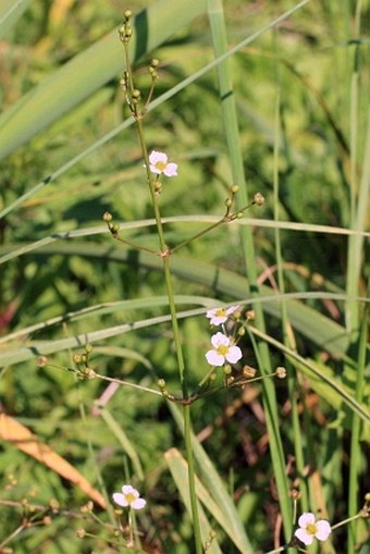 Alisma lanceolatum