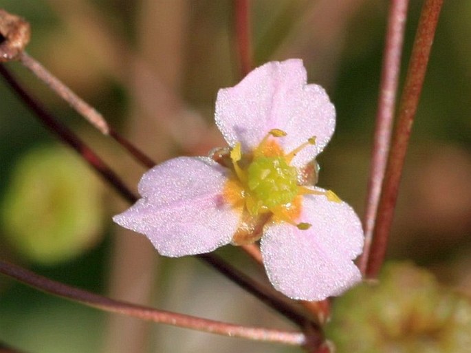 Alisma lanceolatum