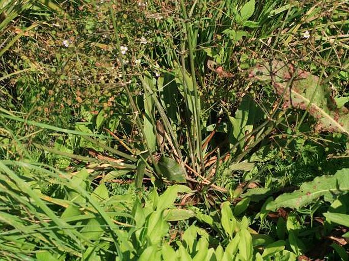 Alisma lanceolatum