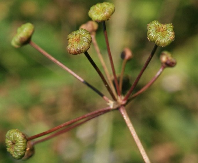 Alisma lanceolatum