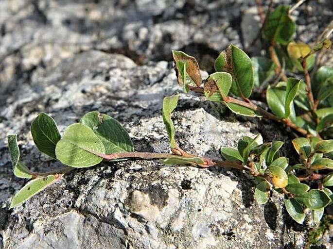 SALIX ALPINA Scop. - vrba alpská / vŕba alpínska