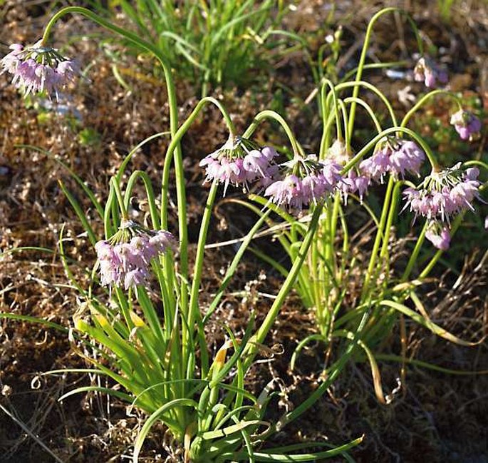 Allium cernuum