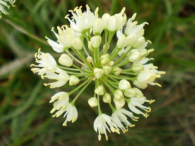 ALLIUM OCHROLEUCUM Waldst. et Kit. s. l. – česnek bledožlutý / cesnak bledožltý