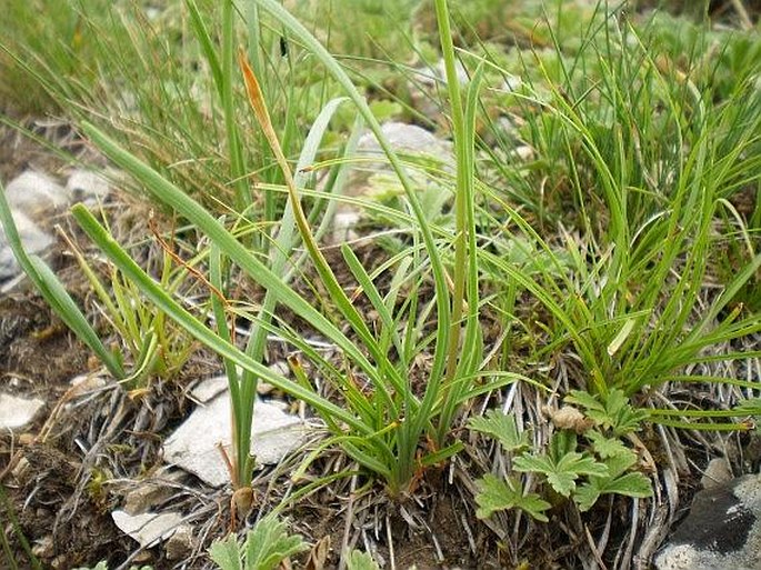 Allium ochroleucum