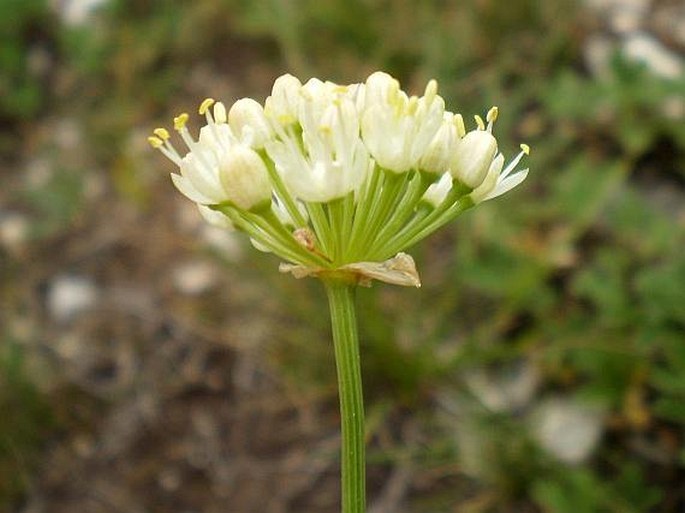 Allium ochroleucum