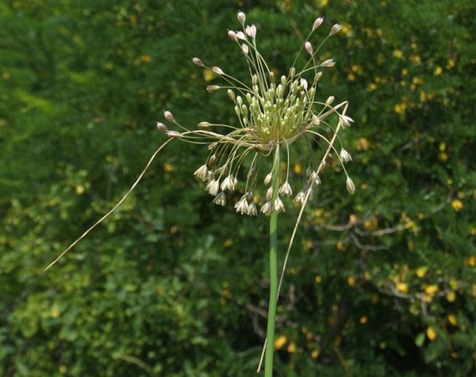 ALLIUM PANICULATUM L. – česnek latnatý / cesnak metlinatý