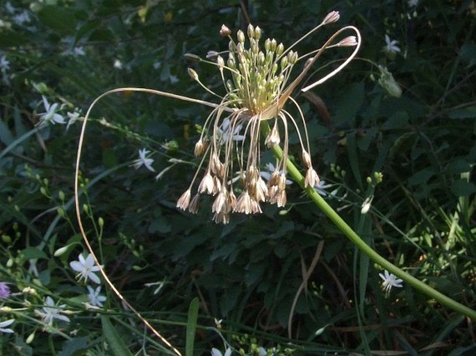 Allium paniculatum