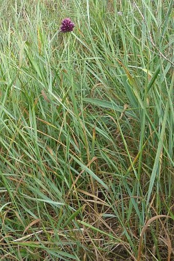 Allium rotundum