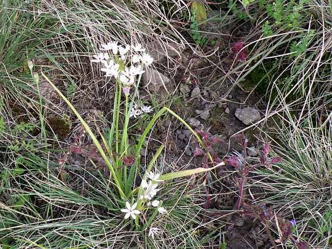 Allium spathaceum