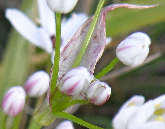 Allium spathaceum