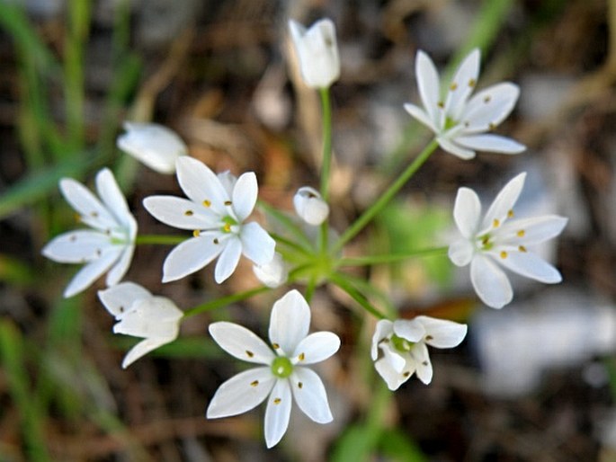 Allium subhirsutum