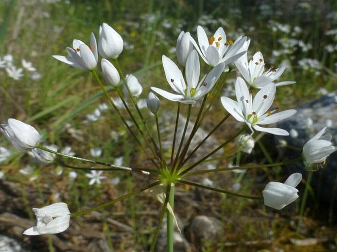 ALLIUM SUBHIRSUTUM L. – česnek / cesnak