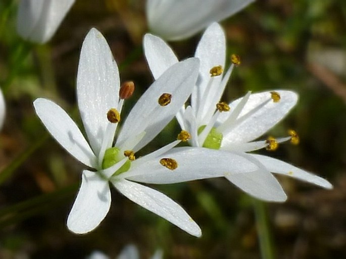 Allium subhirsutum