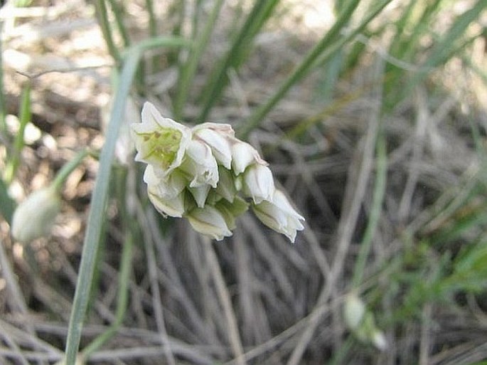 Allium textile