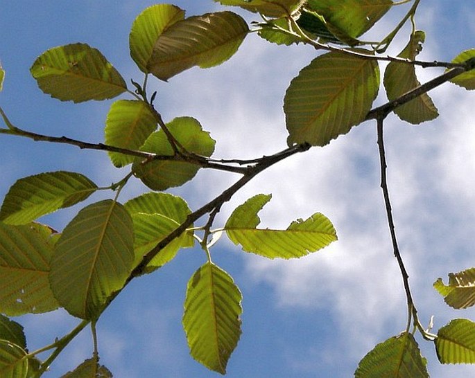 Alnus acuminata