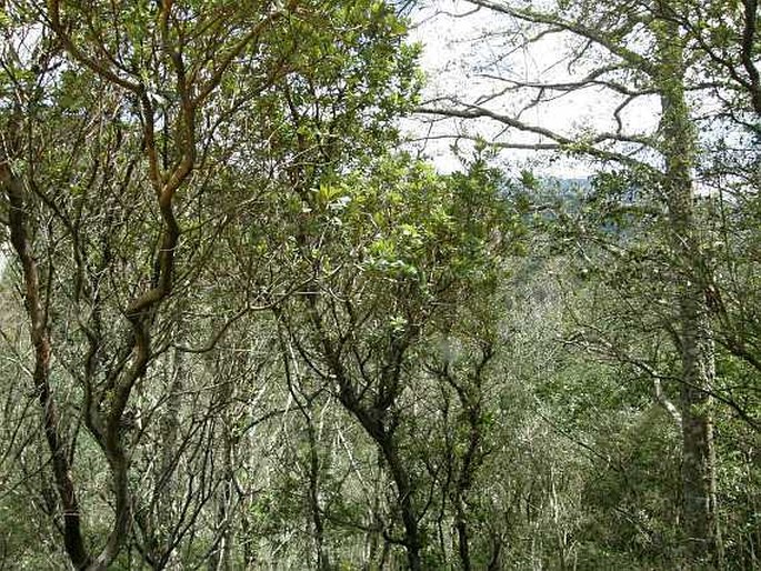 Alnus acuminata