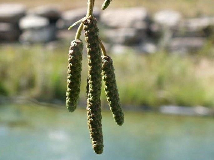 Alnus incana subsp. tenuifolia