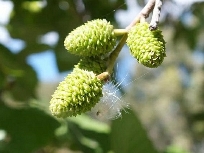 Alnus incana subsp. tenuifolia