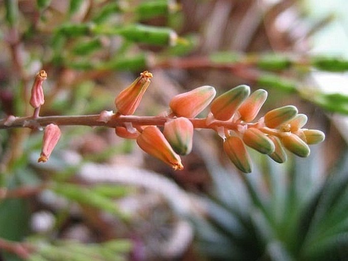 Aloe haworthioides var. aurantiaca