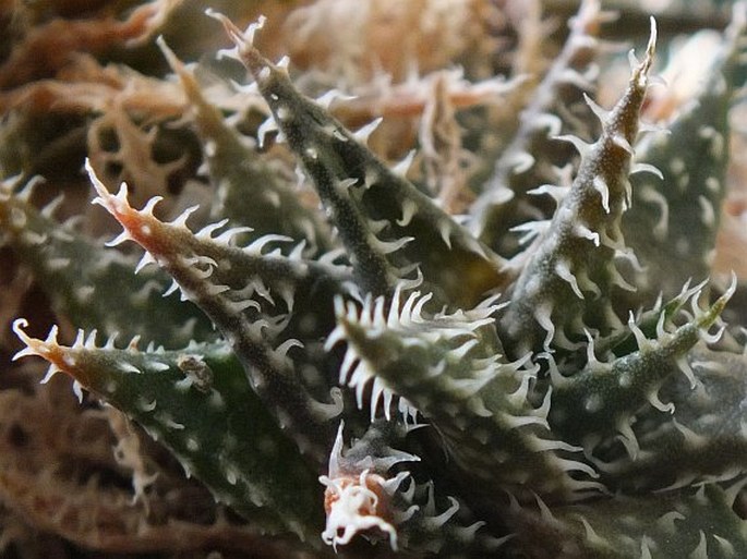 Aloe haworthioides var. aurantiaca