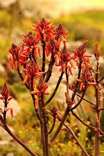 Aloe debrana