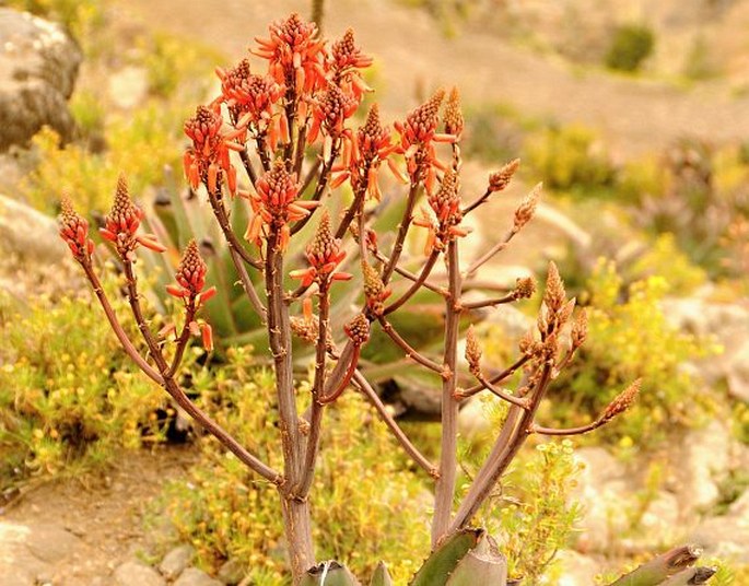 ALOE DEBRANA Christian – aloes