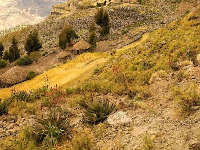 Aloe debrana