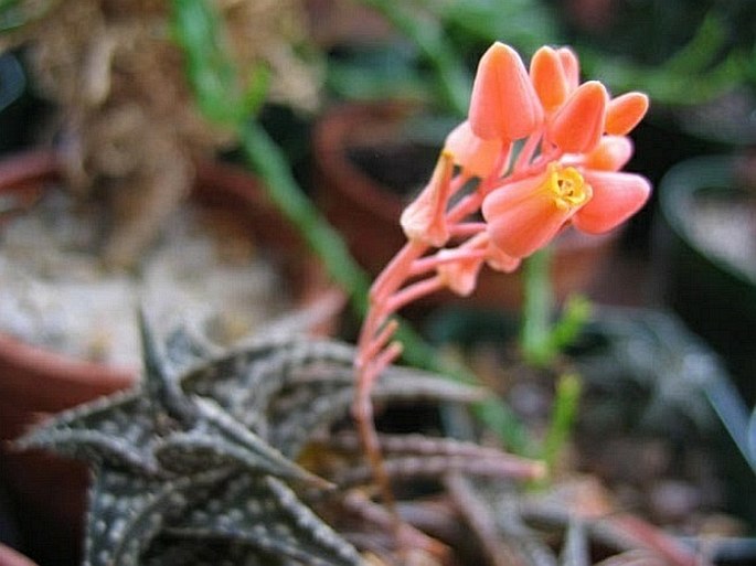 Aloe descoingsii