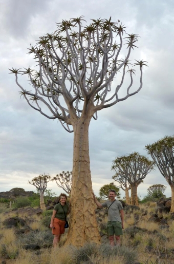 Aloe dichotoma