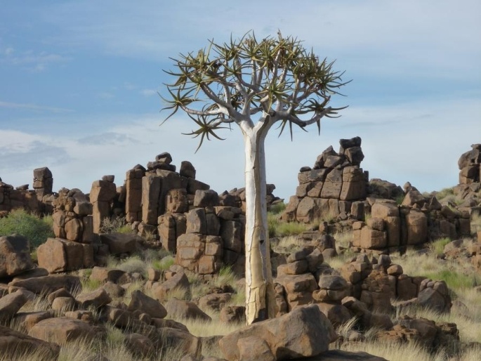 Aloe dichotoma