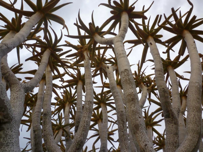 ALOE DICHOTOMA Masson – aloes