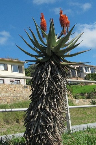 Aloe ferox