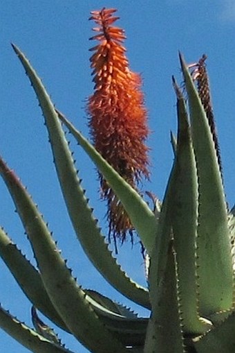 Aloe ferox