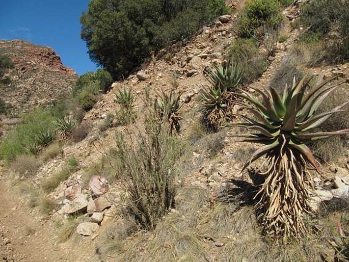 Aloe ferox