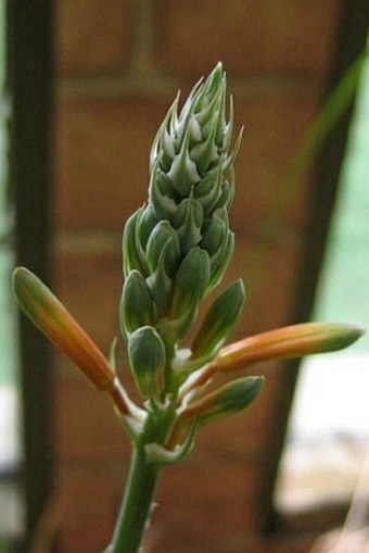 Aloe jucunda